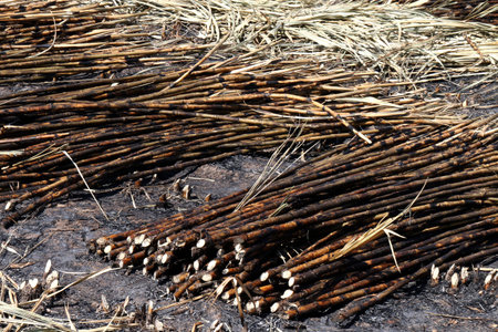 Sugarcane plantation burn, sugarcane, sugar cane burned cutting on floor field plantation...