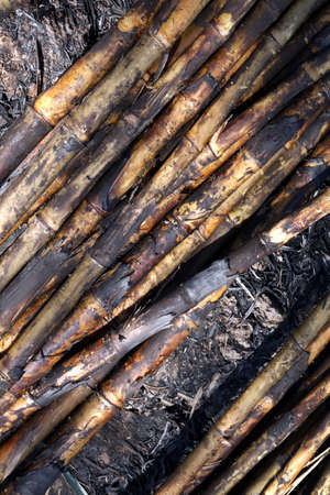 Sugarcane, Sugarcane plantation burn, Sugar cane burned cutting on floor field plantation, Sugarcane backgroundの写真素材