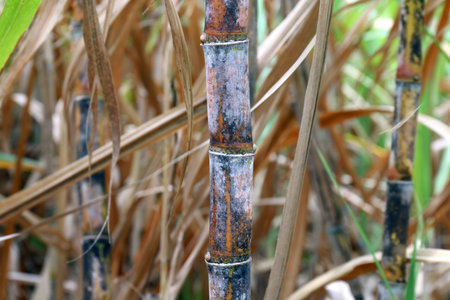 sugarcane fresh plantation, sugarcane close-up, sugarcane agricultureの写真素材