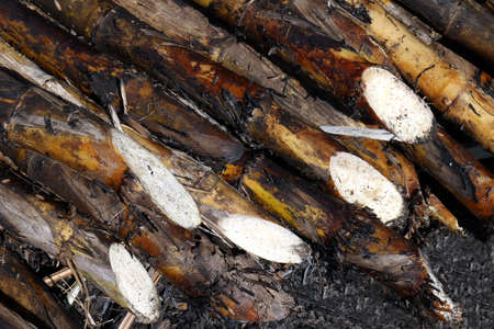 Sugarcane, Sugarcane plantation burn, Sugar cane burned cutting on floor field plantation, Sugarcane backgroundの写真素材