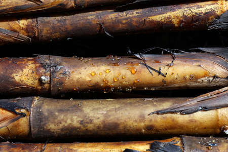 Sugarcane burn, cane, sugarcane, sugar cane burned close-up plantation background, sugarcane agricultureの写真素材