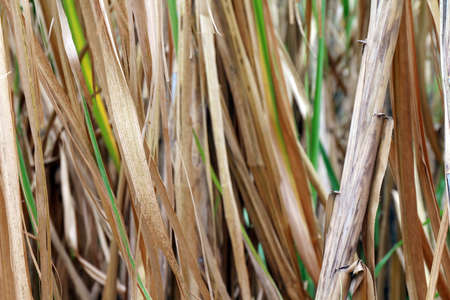 dried cane leaves brown for background, sugarcane tree (selective focus)の写真素材