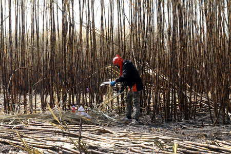 worker man in sugarcane farm, sugarcane plantation burn and worker, sugarcane plantations farm, workers are cutting sugar cane, sugarcane agricultureの写真素材