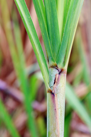 Sugarcane tree, Sugarcane leaves fresh green close-up