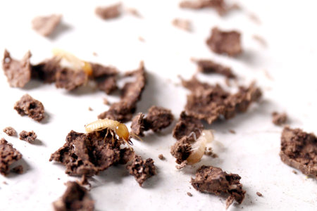 termite, white ant, termite on floor (selective focus)の写真素材