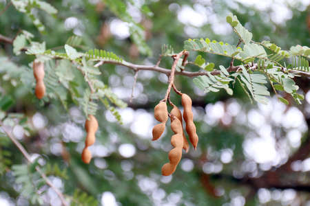 tamarind, tamarind fresh young on tree tamarind (selective focus)の写真素材