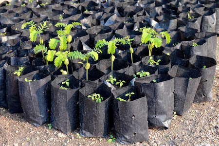 tamarind saplings of young plants in a bag black, plantation farming of tamarind (selective focus)の写真素材