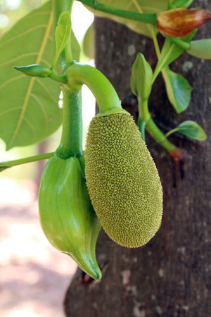 jackfruit, small jackfruit on jackfruit tree