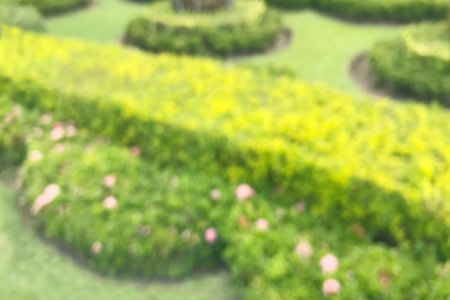 blurred background of bending bushes sphere tree green leaf spherical shrub gardenの写真素材