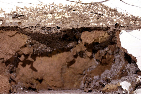 nest termite, background of nest termite, damaged wooden eaten by termite or white ant (selective...