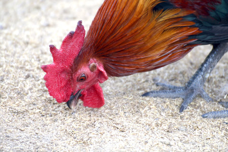 Rooster cock eating cereal (selective focus), Rooster cock chicken close upの写真素材