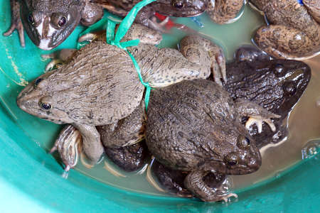 Frog in the bazaar, Live frog for sale in the market (selective focus)の写真素材