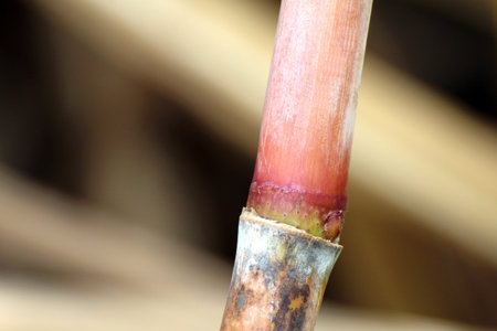 close up sugarcane fresh, plantation sugarcane, sugarcane farm, background sugar cane
