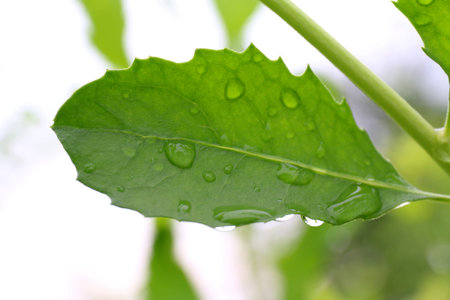 Fresh leaf, Green leaf with water droplets close up