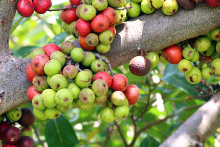 Fig fruit, Ficus Racemosa, Fig on tree nature, Fig Forest fruit, Fig red and green thai fruitsの写真素材