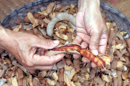 tamarind peel in hand, organic tamarind nature, tamarind heapの写真素材