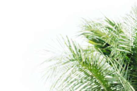 blurred coconut green trees soft light on white background, abstract coconut trees green blur soft