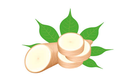 cassava fresh and leaf isolated on white background, raw cassava cut slice for tapioca flour industry or ethanol industry, pile yucca cassava tuber, raw manioc cassava in top viewのイラスト素材