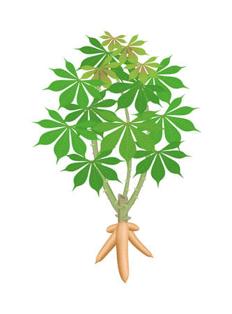 cassava tree plant, cassava rhizomes isolated on white background, manioc cassava roots underground plants, cassava plantation, tapioca for flour industry or ethanol industry, tapioca plant natureのイラスト素材