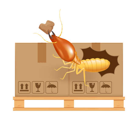 termite bites eat paper boxes brown isolated on white background, termites and wood pallet with cardboard boxes in factory warehouse, termites walking on corrugated case, termite on crate damaged boxのイラスト素材