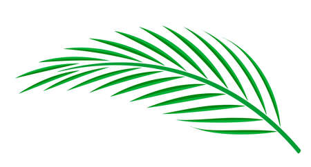 coconut palm leaf isolated on white background, coconut stem, clip art of plam tree leaf green, cycad leaf illustration simple, part of coconut palm leaf for graphic patternのイラスト素材