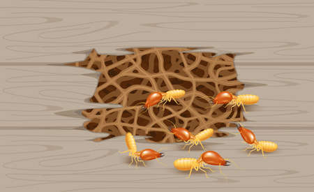 illustration termite nest at wooden wall, burrow nest termite and wood decay, texture wood with nest termite or white ant, background damaged white wooden eaten by termite or white antsのイラスト素材