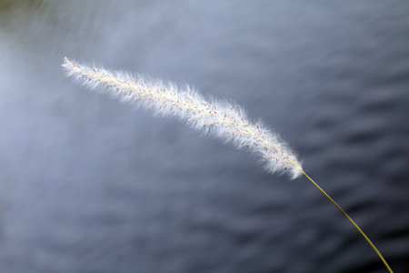 grass flowers white in nature over water surface background, single flower grass white in the winter (selective focus)の写真素材