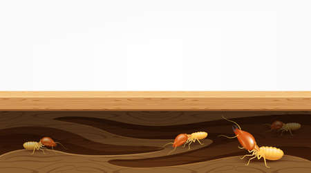 termite nests in the wood plank, termites destroy table, door, and window in the wooden house, termites bite the wood wall, termite burrows, termite hole in the wooden furniture for copy space bannerのイラスト素材