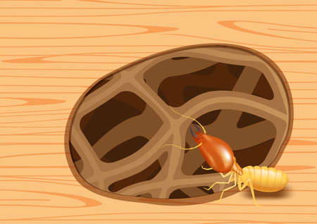 termite nest at wooden wall, burrow nest termite and wood decay, texture wood with nest termite or white ant, background damaged wooden brown eaten by termite or white ants illustrationのイラスト素材