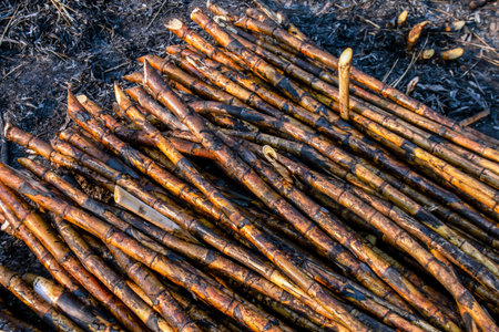 pile sugarcane burned in the harvest season, sugar cane fresh, sugarcane burn in field, sugar cane...