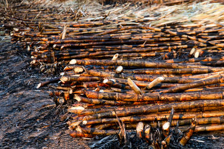 pile sugarcane burned in the harvest season, sugar cane fresh, sugarcane burn in field, sugar cane burned in plantationの写真素材
