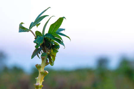 cassava tree growth in planting farm, manioc or tapioca planting field, plot soil for cassava plantation, tapioca leaves, cassava planting plot land, agricultural cassava field plant, manioc farmlandの写真素材
