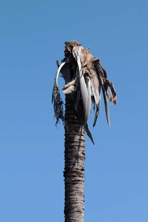coconut trunk on sky blue, palm tree trunk singleの写真素材
