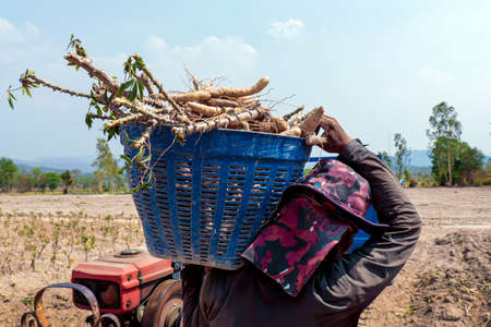 cassava in basket and planter in manioc plantingの写真素材