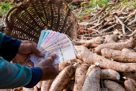 cassava and hands holding banknote money thai baht, money in manioc planting, money in cassava agricultural land, tapioca trading or selling conceptの写真素材