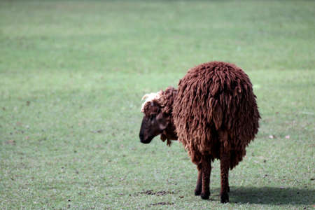 sheep brown cute standing on the grass, alone sheep on the meadowの写真素材