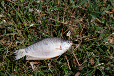 fish dead dried, dead fish on the grass floor, global warming concept
