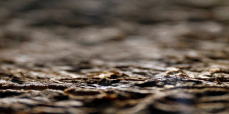 blurred tree bark surface for background, tree bark rough texture blurの写真素材