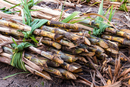 sugarcane pile in plantation land, sugar cane in harvest season, sugarcane fresh in plant fieldの写真素材