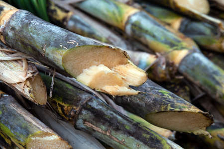 sugarcane pile in plantation land, sugar cane in harvest season, sugarcane fresh in plant fieldの写真素材