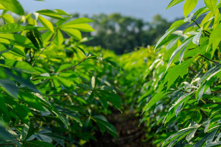 cassava fields, cassava plantation for backgroundの写真素材