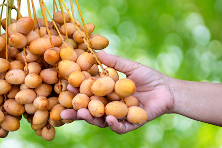 date palm raw in hand holding, yellow date palm, fresh date palm in farmland