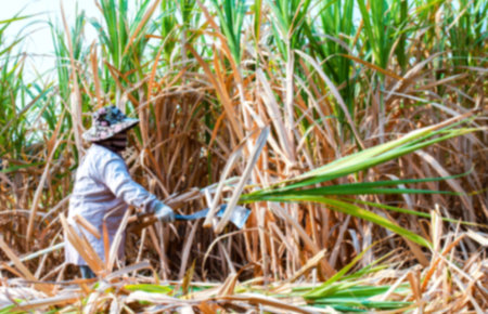 blurred sugarcane farmer at sugar cane field in harvest season, sugarcane plantation, blur sugarcane worker in farmland for backgroundの写真素材