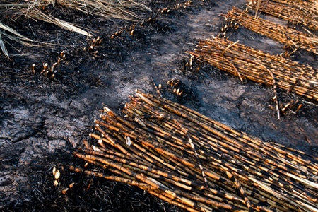 pile sugar cane burned in the harvest season, sugarcane fresh, sugarcane burn in field, sugar cane burned in plantationの写真素材