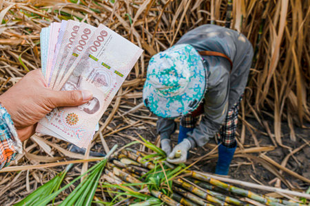 money in hand sugarcane farmers, banknote money thai baht in the hand at sugarcane plantation field in sugar cane harvest seasonの写真素材