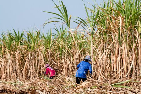 sugarcane farmer at sugar cane field in harvest season, sugarcane plantation, sugarcane worker in farmlandの写真素材