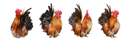 rooster chicken isolated on white, cock, hen