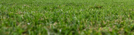 grass green for green meadow and grass scene background