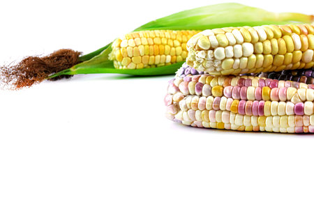 fresh corns, colorful corn, sweet corn, purple maize on white
