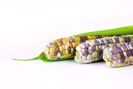 fresh corns, colorful corn, sweet corn, purple maize on whiteの写真素材